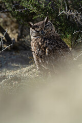 Great Horned Owl, Bubo virginianus nacurutu, Peninsula Valdes, Patagonia, Argentina.