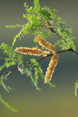 Calden Flower in Pampas forest environment, La Pampa Province, Patagonia, Argentina.