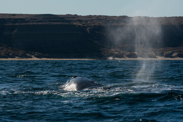Fototapeta premium Sohutern right whales in the surface, Peninsula Valdes, Patagonia,Argentina
