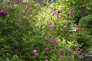 봄의 꽃들과 장미가 아름답습니다