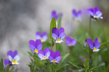 Viola tricolor, known as Johnny Jump up, heartsease, heart's delight and many other names, wild...