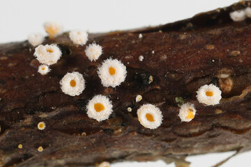 Lachnum bicolor, also called Capitotricha bicolor, a dsicomycete fungus from Finland, no common English name