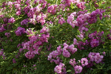 봄날의 장미가 아름답게 피었습니다