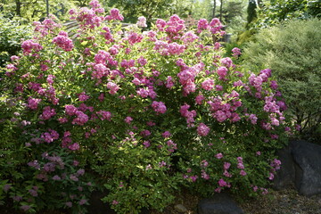 봄날의 장미가 아름답게 피었습니다