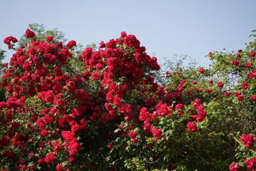 봄날의 장미가 아름답게 피었습니다