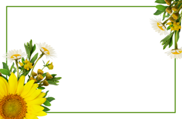 Sunflowers and wild flowers in a summer corner arrangements with green frame isolated on white or transparent background