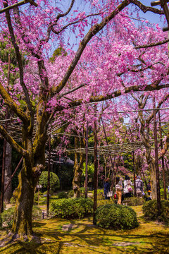 Okazaki Park in the Heian Jingu Shrine, Kyoto, Honshu