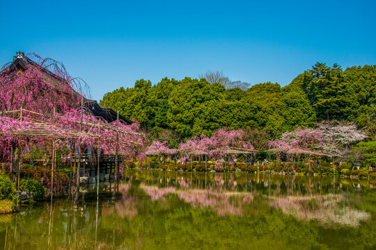 Okazaki Park in the Heian Jingu Shrine, Kyoto, Honshu