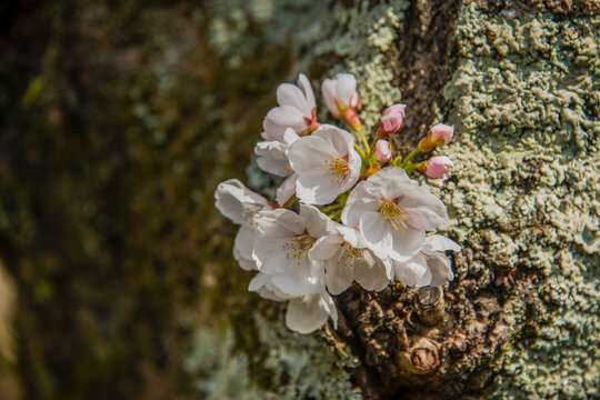 Cherry blossom in the Philosopher's Walk, Kyoto, Honshu
