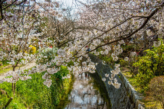Cherry blossom in the Philosopher's Walk, Kyoto, Honshu