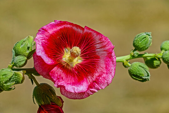 Marshmallow flower (Althaea officinalis) is a useful plant for human health. This plant has white, pink and cherry-colored flowers.