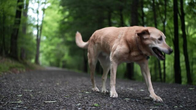 Diagonal view of injured golden labrador retriever limping with an injured leg in slow motion.