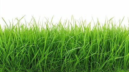 Obraz premium long green grass isolated on white background