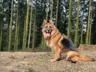 german shepherd dog in woodland