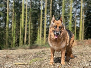 german shepherd dog in woodland