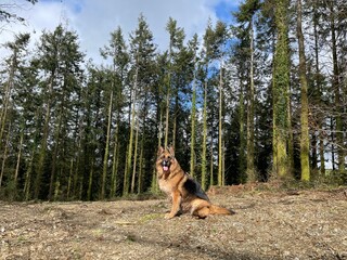 german shepherd dog in woodland