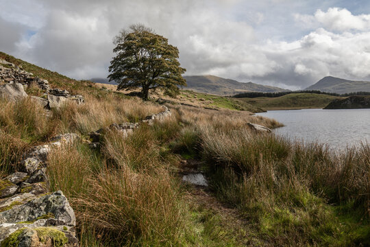 An oak tree on the shore of Llyn Dywarchen, Snowdonia, North Wales, United Kingdom