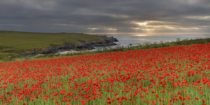 Poppy fields overlooking Poly Joke in Cornwall, England, United Kingdom