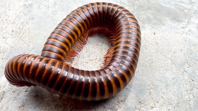 a millipede curling up into a spiral. Millipedes often curl up in this way as a defensive behavior to protect their softer body parts when they feel threatened