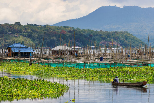 Excessive water hyacinth growth and fish cage farms on this large lake that suffers from pollutants, climate change heating and reduced oxygen, Lake Tondano, Minahasa, North Sulawesi, Indonesia