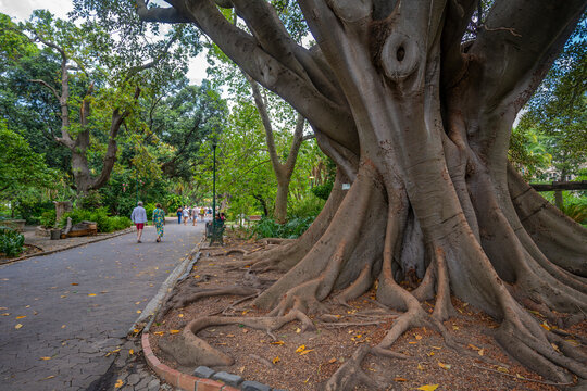View of large rubber tree, the Company's Garden Giant, Company's Garden, Cape Town, Western Cape