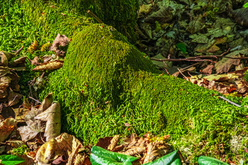 Obraz premium Mossy Tree. Close-up detail of a moss-covered tree in the forest. Metaphor idea of protecting our green planet.