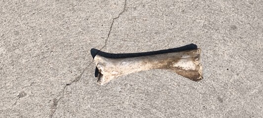 A large white bone was on the ground.
