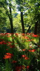 巾着田のヒガンバナ