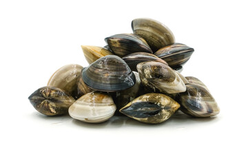 Closed up fresh baby clams, venus shell, shellfish, carpet clams, short necked clams, as raw food from the sea are the seafood ingredients. fresh clams Background. seafood.Isolated on white background