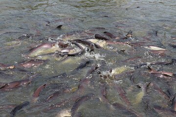 Fish in the pond for cooking