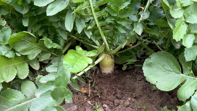 White Radish Cultivation in Farmland. Sustainable Agriculture in Action.