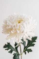flower Photography, Chrysanthemum boreale, copy space on right, Isolated on white Background