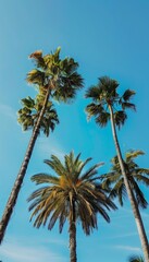 Obraz premium palme fotografate dal basso, Fronde delle palme nell'azzurro del cielo