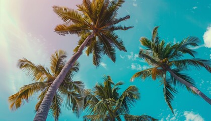palme fotografate dal basso, Fronde delle palme nell'azzurro del cielo