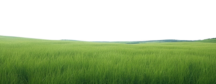 PNG  A grassy field with clear blue sky backgrounds outdoors horizon. AI generated Image by rawpixel.