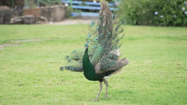View of strutting peacock at Ngwenya-Eswatini, Ngwenya, Mbabane Eswatini, Africa