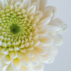 flower Photography, Chrysanthemum segetum, Close up view, Isolated on white Background