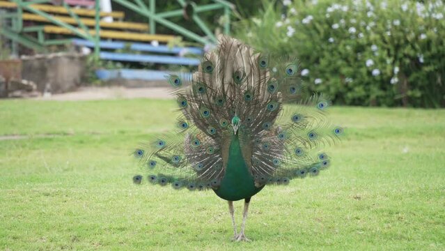 View of strutting peacock at Ngwenya-Eswatini, Ngwenya, Mbabane Eswatini, Africa