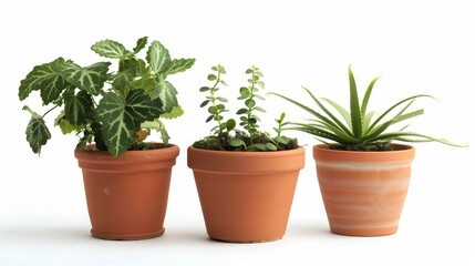 Obraz premium Set of Gardening plant pot on white background