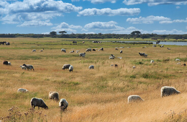 Hiddensee, Felder und Horizont