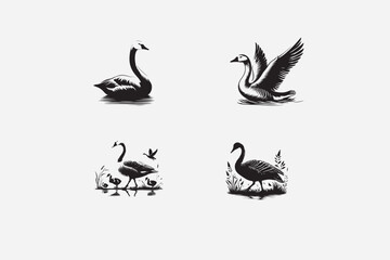 Anseriformes - Waterfowl like