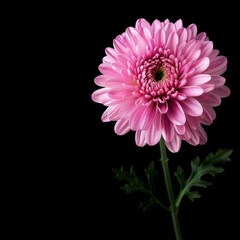 flower Photography, Chrysanthemum vestitum copy space on right, Close up view, Isolated on black Background