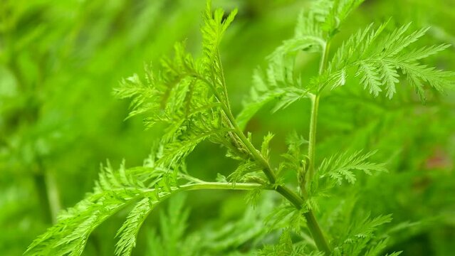 Sweet Annie, chinese medicinal herb fresh and dried on a turn table, closeup