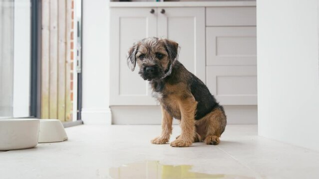 Toilet or house training border terrier puppy sitting on kitchen floor at home after wee - shot in slow motion