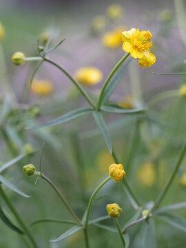 Ranunculus auricomus, known as goldilocks buttercup or Greenland buttercup, apomictic plant with hundreds of agamospecies