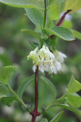 Lonicera caerulea, known as blue honeysuckle, sweetberry honeysuckle, fly honeysuckle,  blue-berried honeysuckle or honeyberry