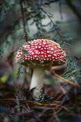 hongo venenoso amanita muscaria