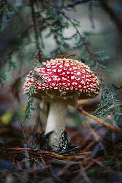 hongo venenoso amanita muscaria