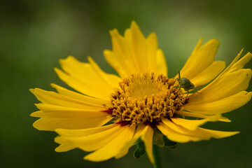 Yellow flower isolated on a blurred background  in the garden