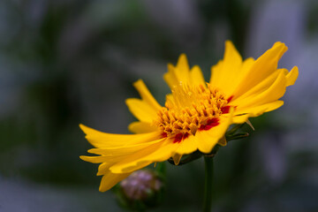 Yellow flower isolated on a blurred background  in the garden